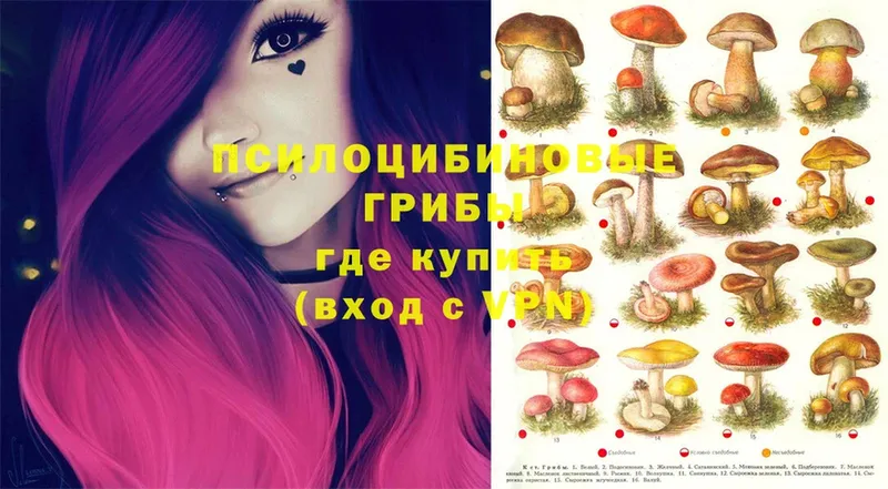 Псилоцибиновые грибы Cubensis  Октябрьский 